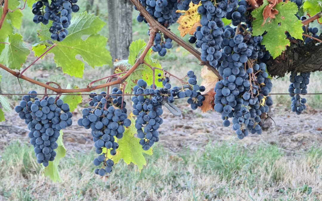 Baskenland – Rioja – Navarra mit Anreise durch Frankreich